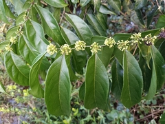 Casearia sylvestris