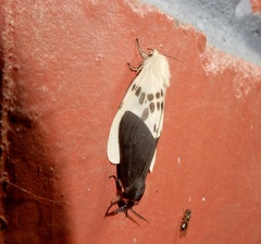 Lemyra