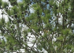 Pinus caribaea