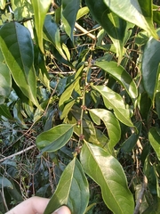 Casearia sylvestris