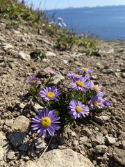 Aster hispidus