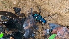 Pseudoxycheila tarsalis