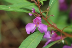 Impatiens balsamina