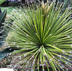 Dasylirion acrotrichum