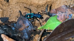 Pseudoxycheila tarsalis