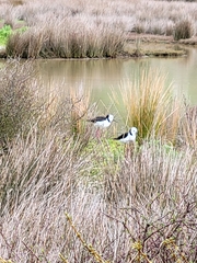 Himantopus leucocephalus