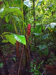 Heliconia imbricata