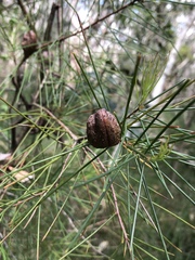 Hakea actites
