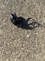 Carabina