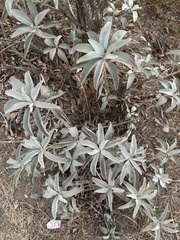 Salvia apiana