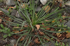 Tragopogon orientalis