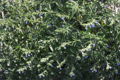 Salvia reflexa