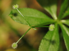 Galium
