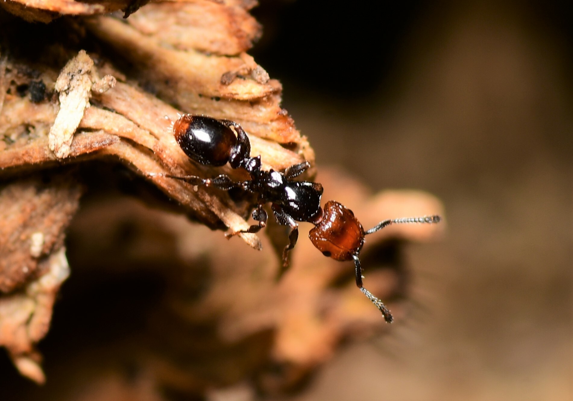 Podomyrma lampros