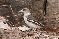 Cracticus nigrogularis