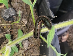 Spodoptera latifascia