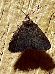 Idia diminuendis