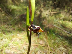 Diuris pardina