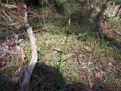 Diuris pardina
