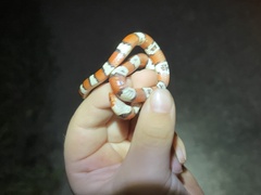 Lampropeltis elapsoides