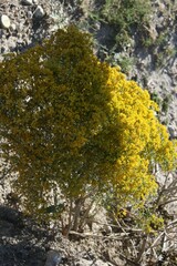 Gutierrezia microcephala