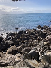 Larus dominicanus dominicanus