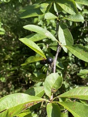 Sideroxylon lycioides