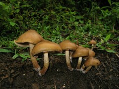 Psilocybe caerulescens