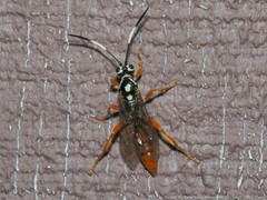 Cratichneumon w-album