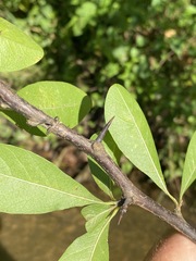 Sideroxylon lycioides