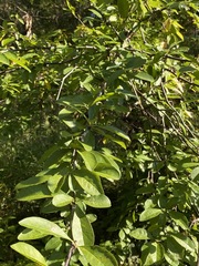 Sideroxylon lycioides