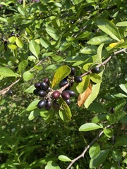 Sideroxylon lycioides