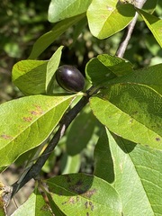 Sideroxylon lycioides