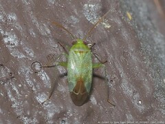 Taylorilygus apicalis