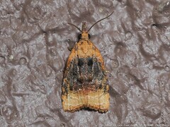 Platynota flavedana