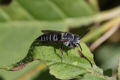 Coelioxys octodentatus