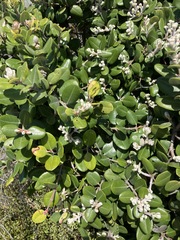 Metrosideros kermadecensis