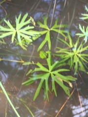 Ranunculus amphitrichus