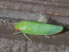 Gyponana