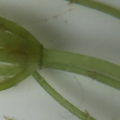 Chara globularis