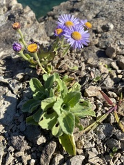 Aster spathulifolius