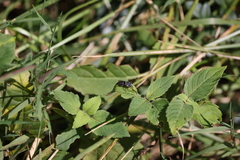 Coelioxys octodentatus