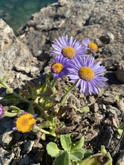 Aster spathulifolius