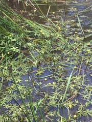 Ranunculus amphitrichus