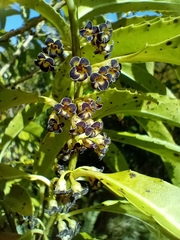 Melicytus lanceolatus