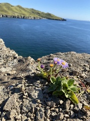Aster spathulifolius