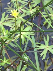 Ranunculus amphitrichus