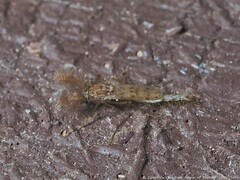 Chaoborus punctipennis