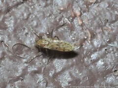 Chaoborus punctipennis