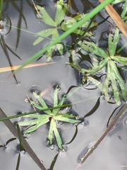Ranunculus amphitrichus